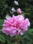 IMG_4302.JPG