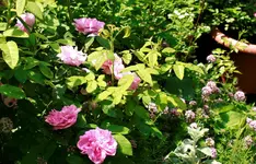 _MG_0406.webp