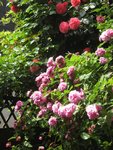 IMG_4192.JPG
