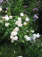 IMG_4190.webp
