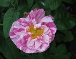 IMG_4212.JPG