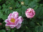 IMG_4216.JPG
