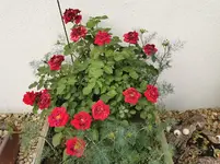 IMG_20210612_183314.webp