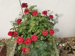IMG_20210612_183314.jpg
