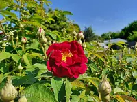 Samtrose Tuscany.webp