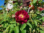 Streifzug durch den Garten 1.jpg