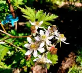 Streifzug durch den Garten 2.webp