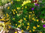 Streifzug durch den Garten 5.jpg