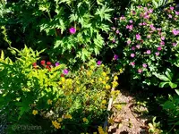 Streifzug durch den Garten 6.webp