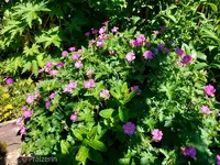 Streifzug durch den Garten 3.webp