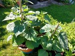 Streifzug durch den Garten 7.jpg