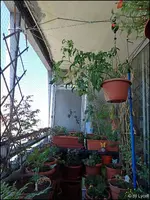 c008.webp