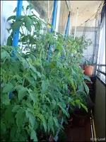 c009.webp