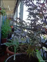 c010.webp