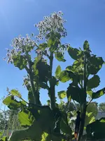 C86CF672-E002-40EC-9ADC-ECBEFBAFB367.jpeg