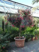 P1040031Fuchsie.webp