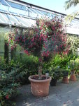 P1040031Fuchsie.JPG