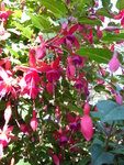 P1040032Fuchsie.JPG