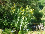 P1040053Sumpf-Schwertlilie.JPG
