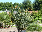 P1040103Strelitzie.JPG