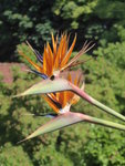 P1040104Strelitzie.JPG