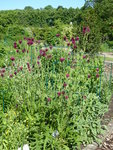 P1040107Bach-Kratzdistel.JPG