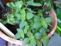 P1040114Vanillebailikum.webp