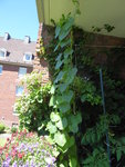 P1040117Prunkwinden.JPG