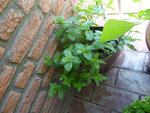 P1040122englische Minze.JPG