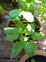 P1040124Snackpaprika.webp