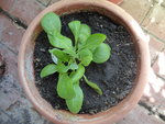 P1040125Schokoladenblume.JPG