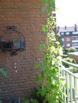 P1040126Feuerbohnen.JPG