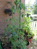 P1040130Schwarze von der Krim.webp