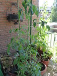 P1040130Schwarze von der Krim.JPG