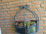 P1040133Hauswurz.JPG