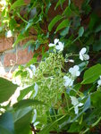 P1040136Kletterhortensie.JPG