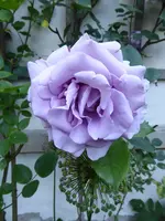 P1040026Kletterrose Azubi.webp