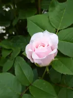 P1040029Strauchrose Rose von Münster.webp