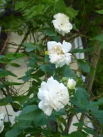 P1040038Ramblerrose Ännchen von Tharau.webp
