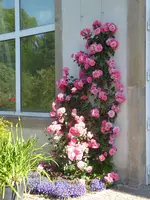 P1040050Kletterrose Rosarium Uetersen.webp