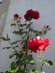 P1040056Kletterrose Sympathie.JPG