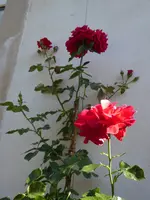P1040056Kletterrose Sympathie.webp
