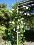 P1040092Rose Climbing Schneewittchen.JPG
