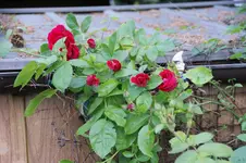 DSC09931.webp