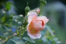 DSC09934.webp