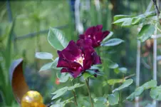 DSC09935.webp