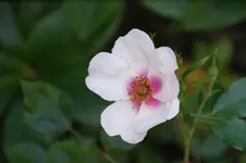 DSC09936.webp