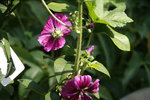 DSC09937.JPG