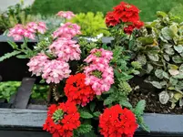 IMG_20210612_183728.webp