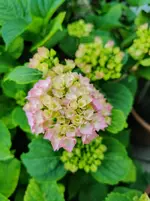 IMG_20210613_190102.webp